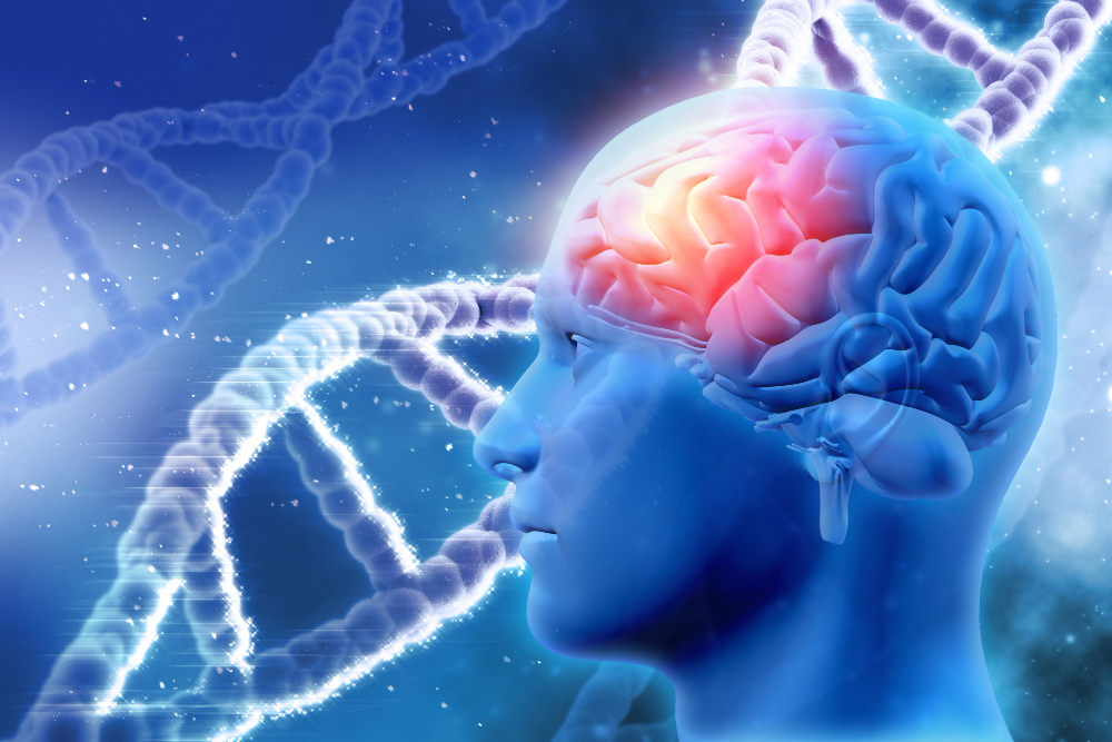 human-brain